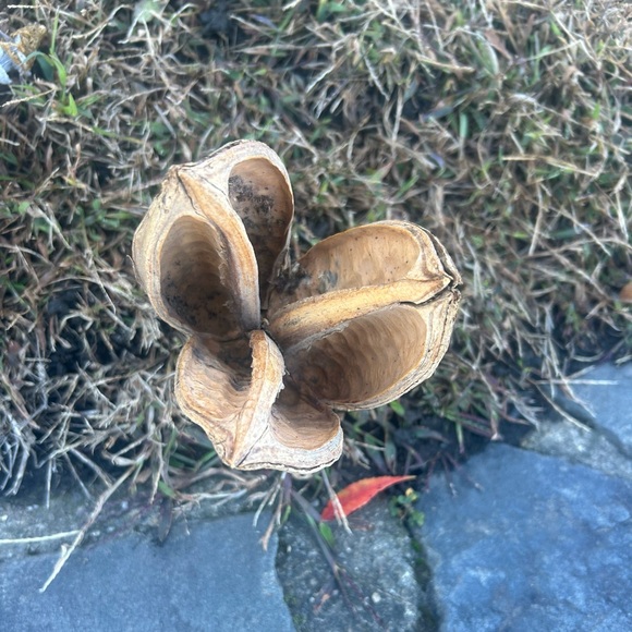 Multi piece gourd lotus natural decor  set - Picture 5 of 13